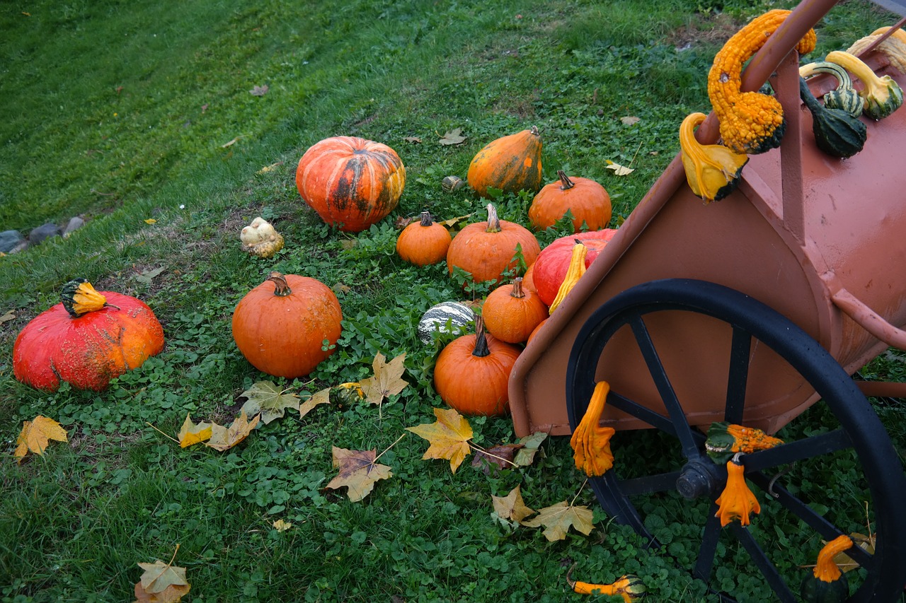 wheelbarrow decorative squashes pumpkins free photo