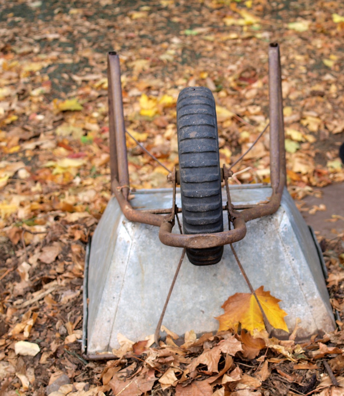 wheelbarrow garden autumn free photo