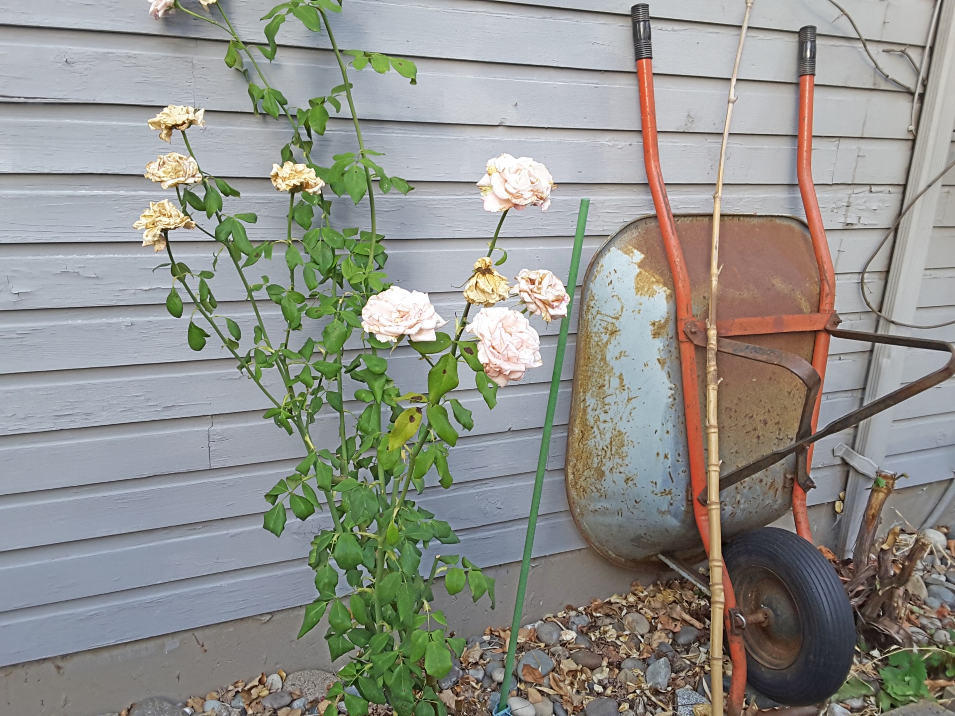 wheelbarrow roses siding free photo