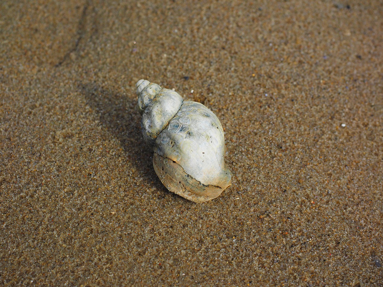 whelk snail animal free photo