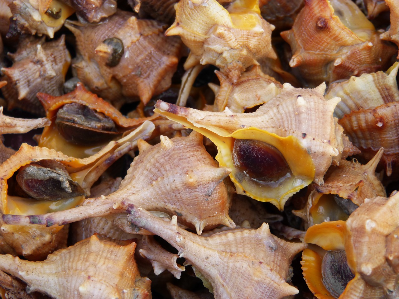 whelks fish sea shells free photo