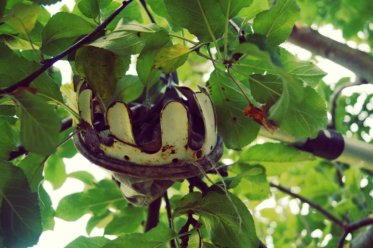 when fruit harvest free photo