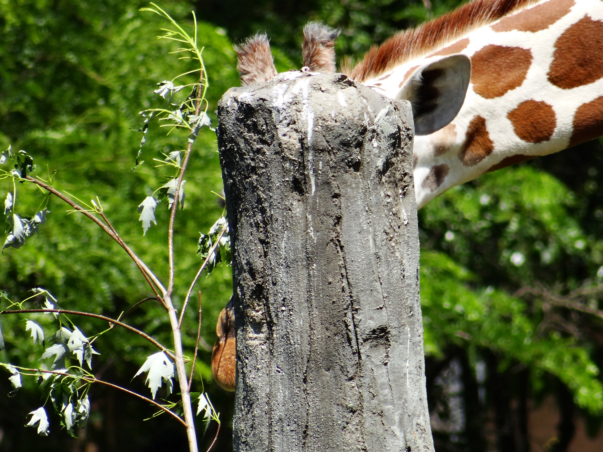 giraffe peek-a-boo playing free photo