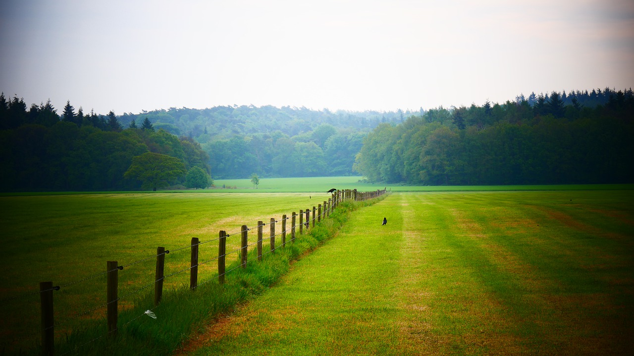 whey  meadow  landscape free photo