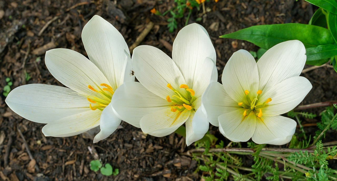 while crocus bright free photo