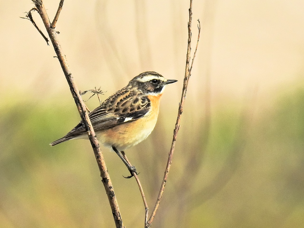 whinchat bird songbird free photo