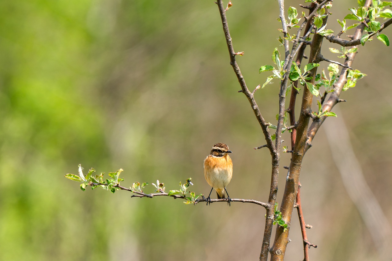 whinchat  saxicola rubetra  bird free photo