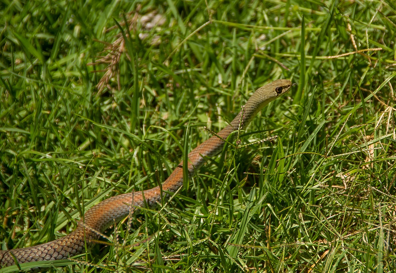 whip snake yellow-faced whip snake snake free photo