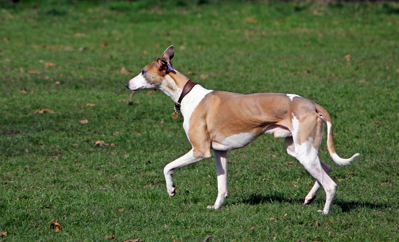 whippet hound dog free photo