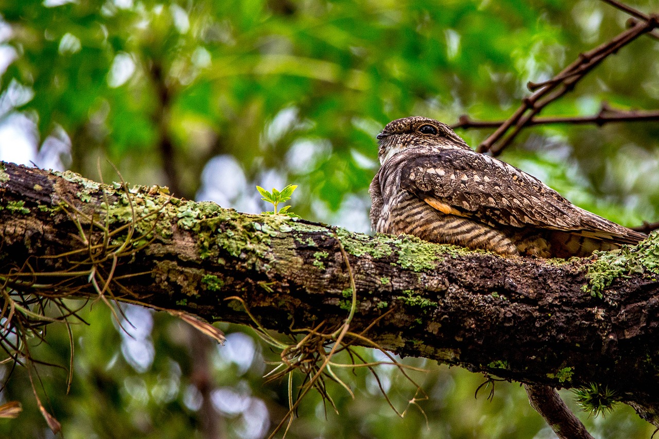 whippoorwill migratory bird usa free photo