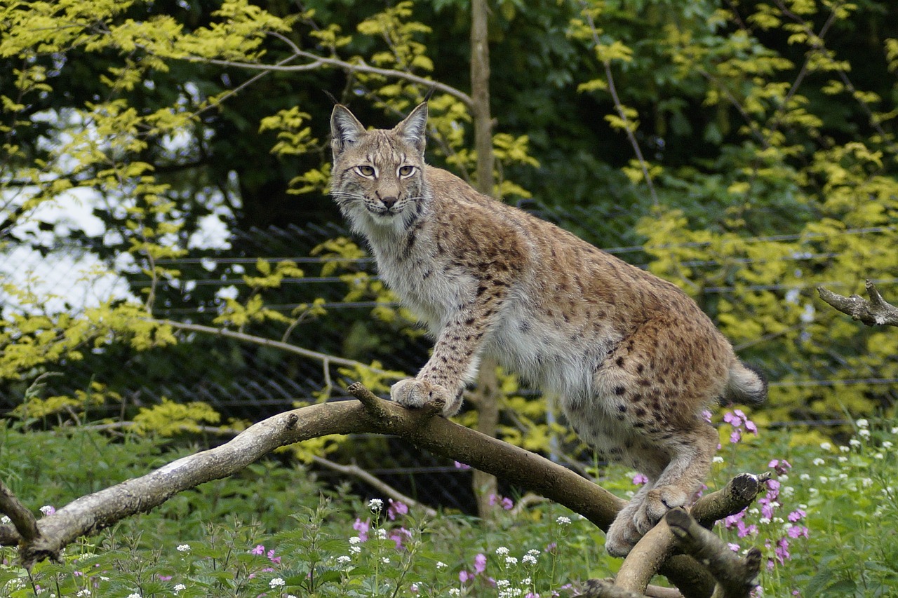 whipsnade zoo cat bedfordshire free photo