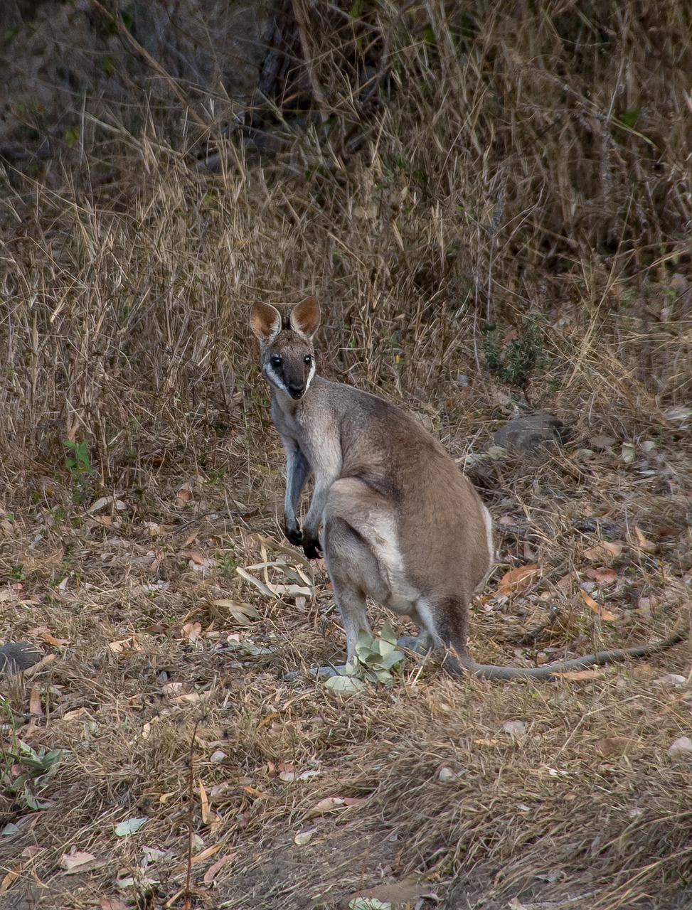 whiptail wallaby pretty-face wallaby macropus parryi free photo