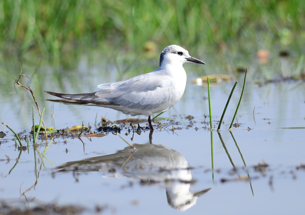 whiskered tern marsh free photo