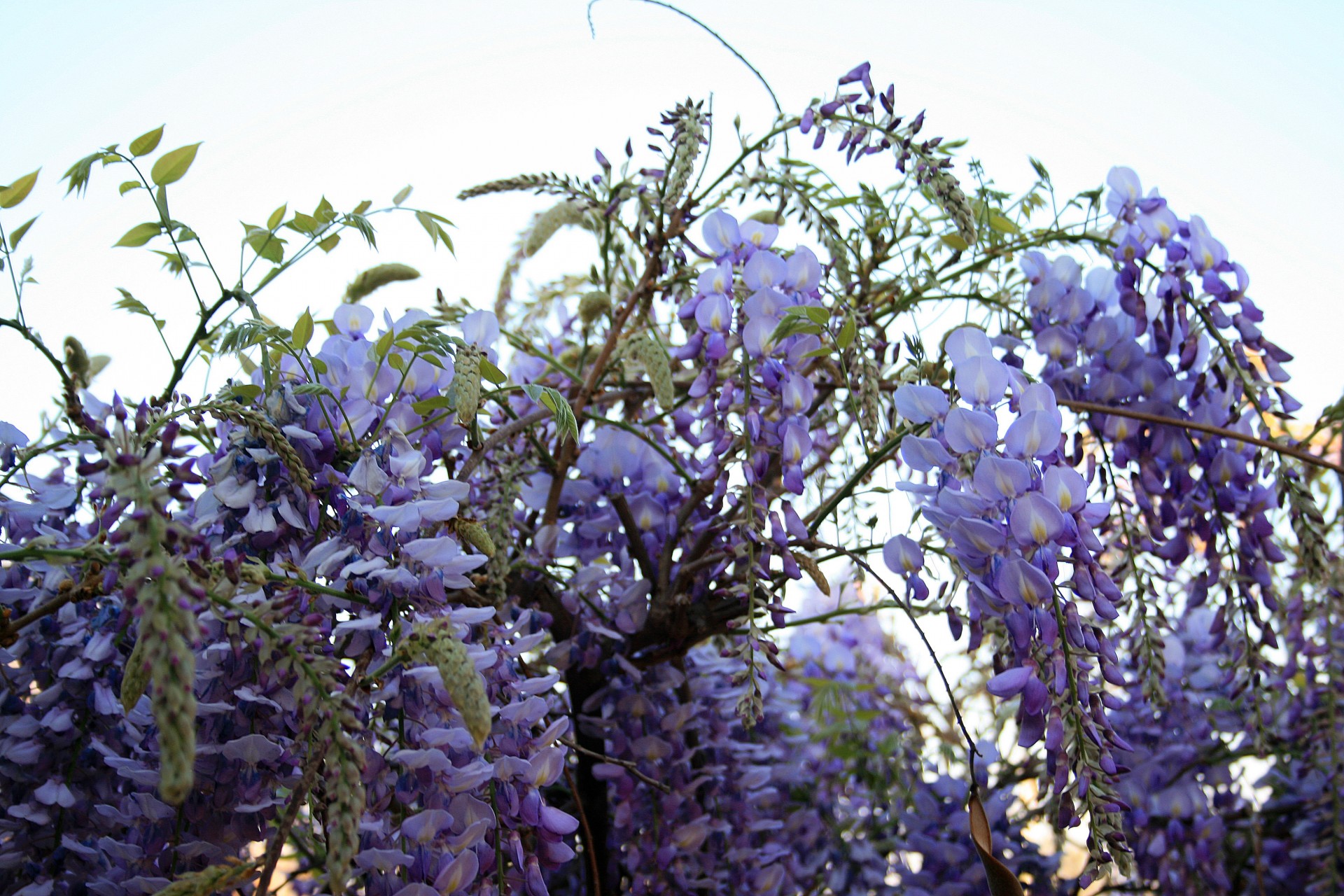 creeper flowers bunches free photo