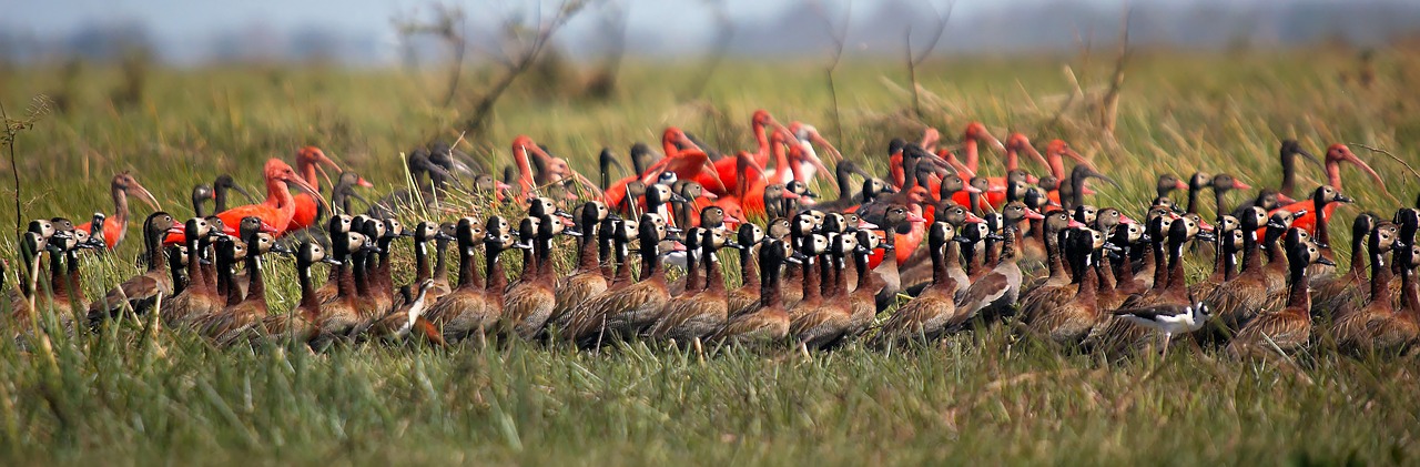 whistling ducks widowers  ibis red  ibis white free photo