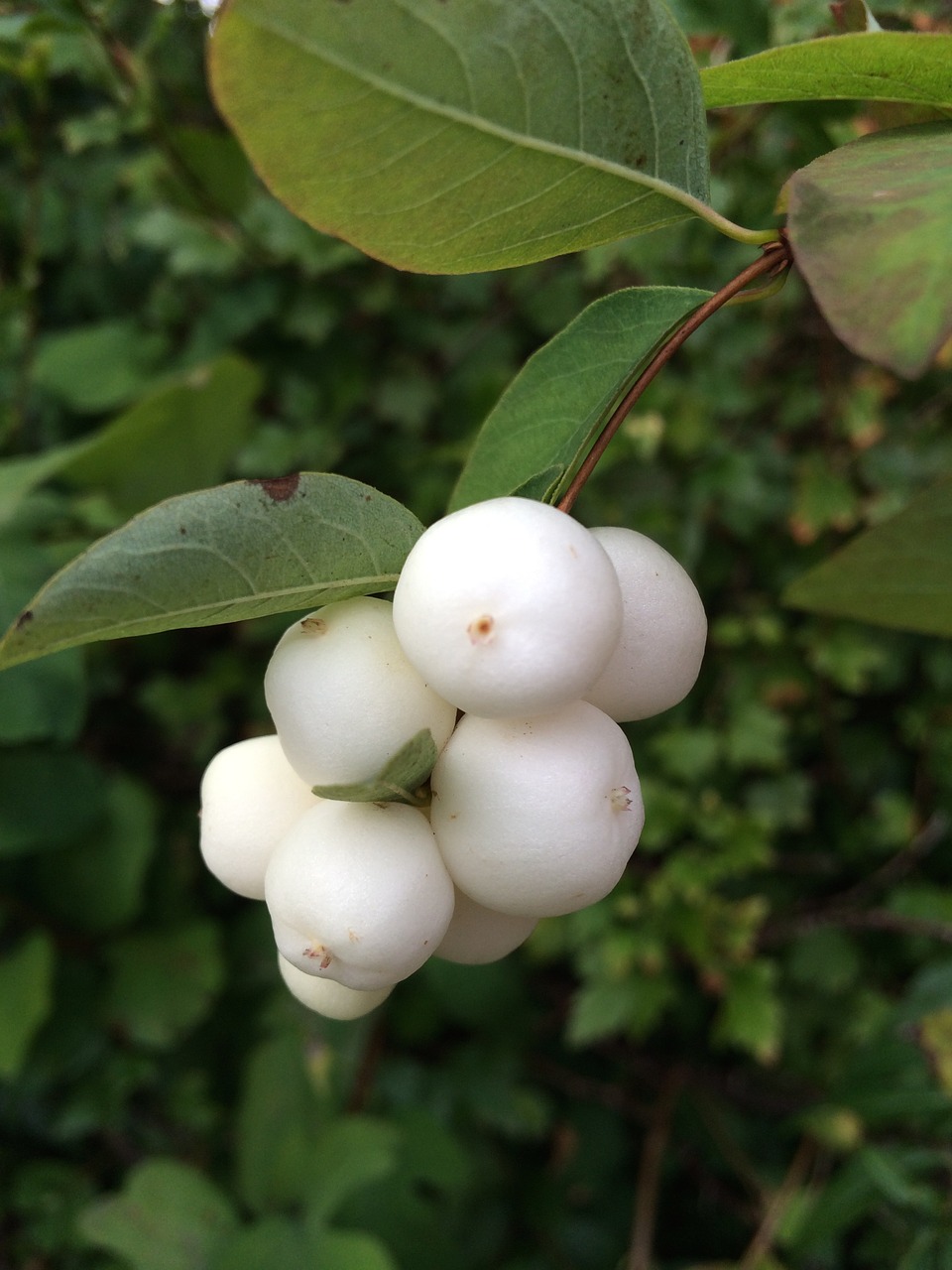 white berry bush free photo