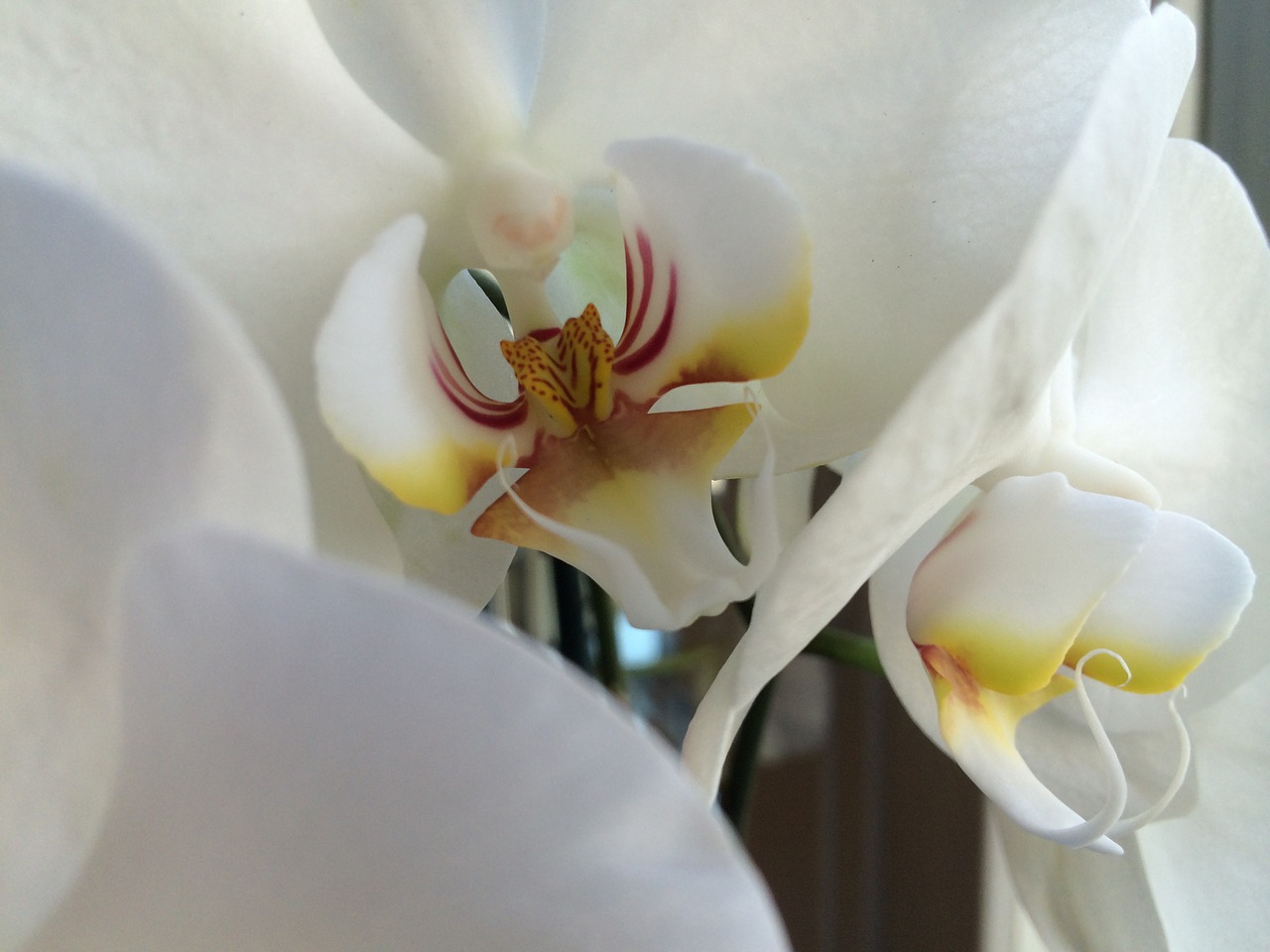 white orchid flower free photo