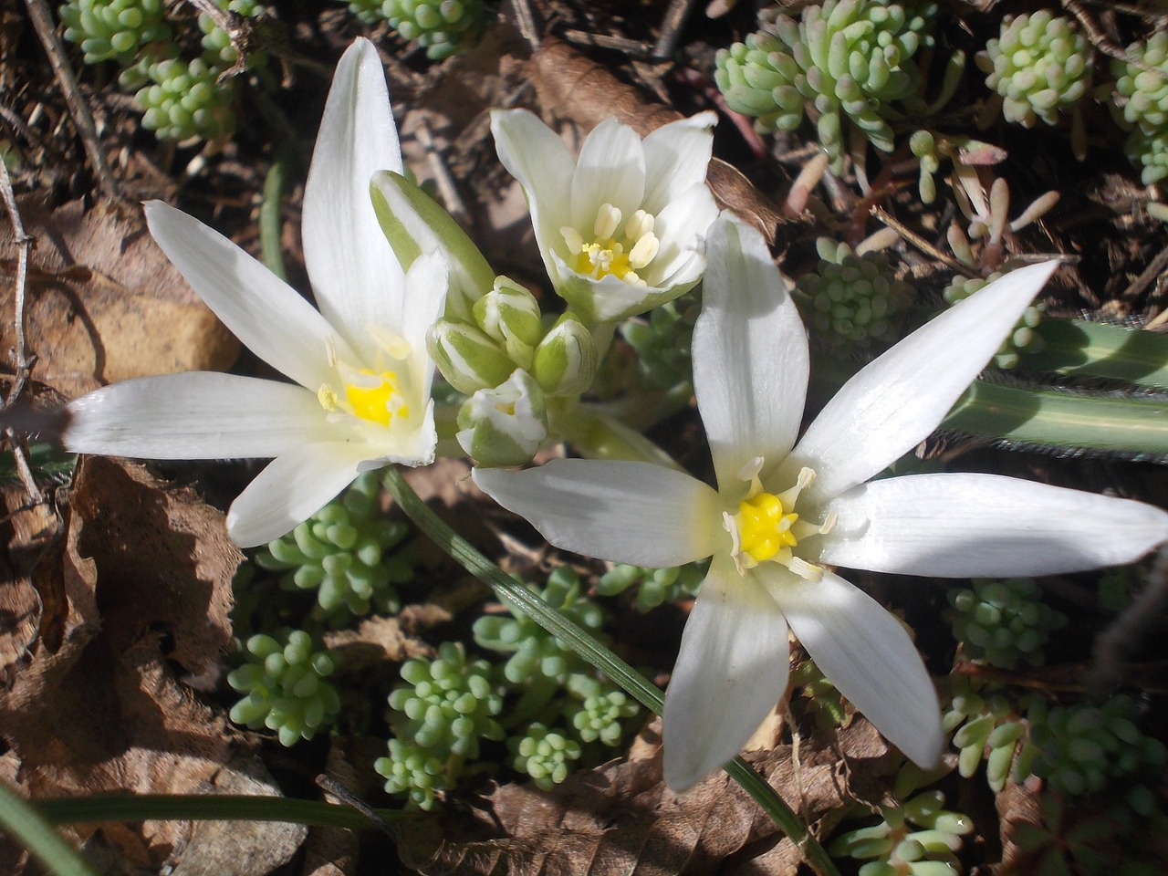 white flowers spring free photo