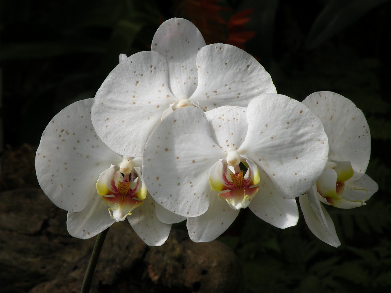 white flowers exotic free photo