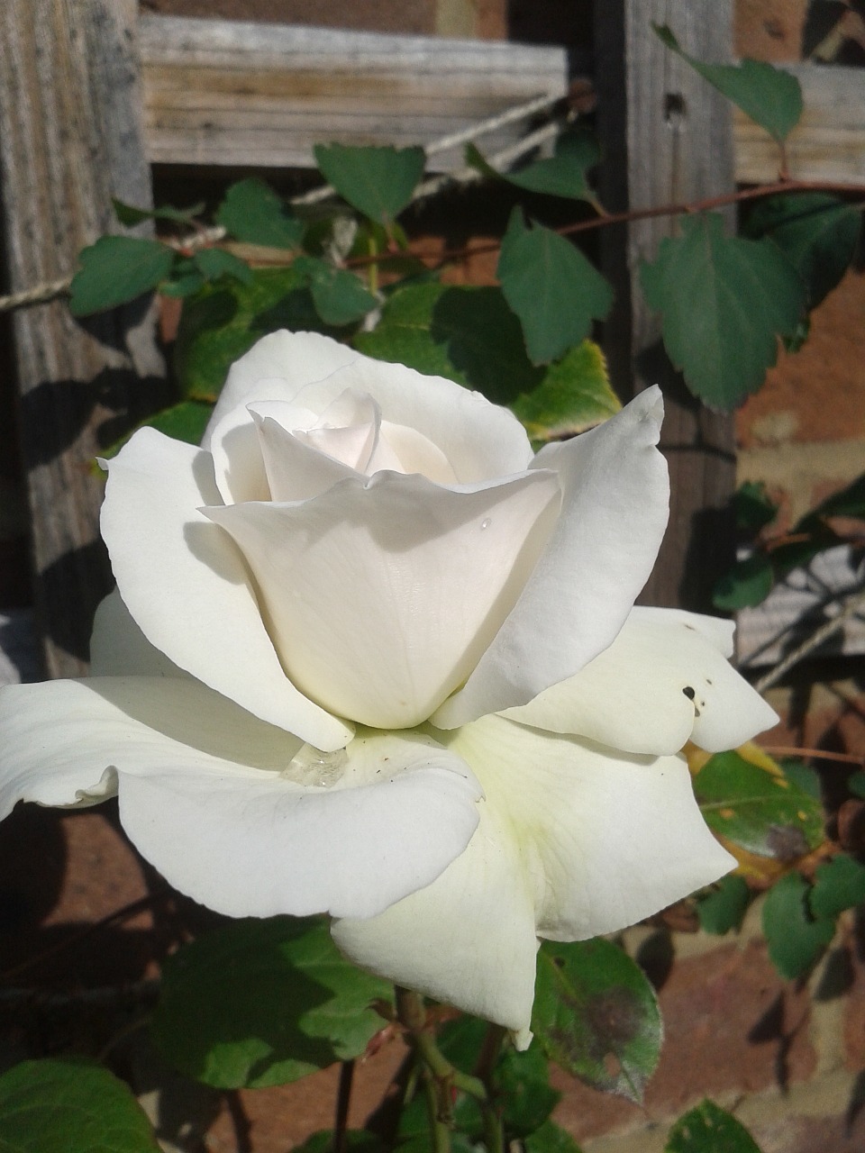 white rose garden free photo