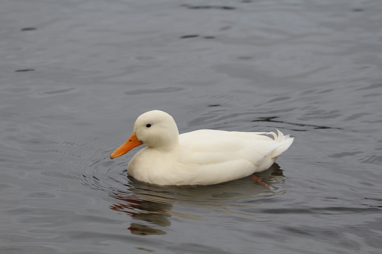 duck anas platyrhynchos white free photo