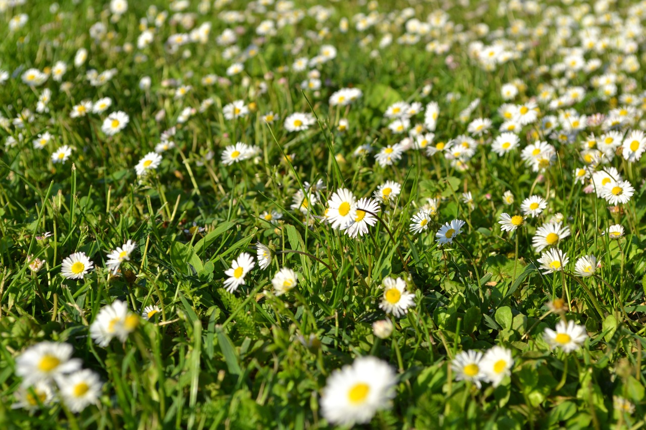 white flower romantic white free photo