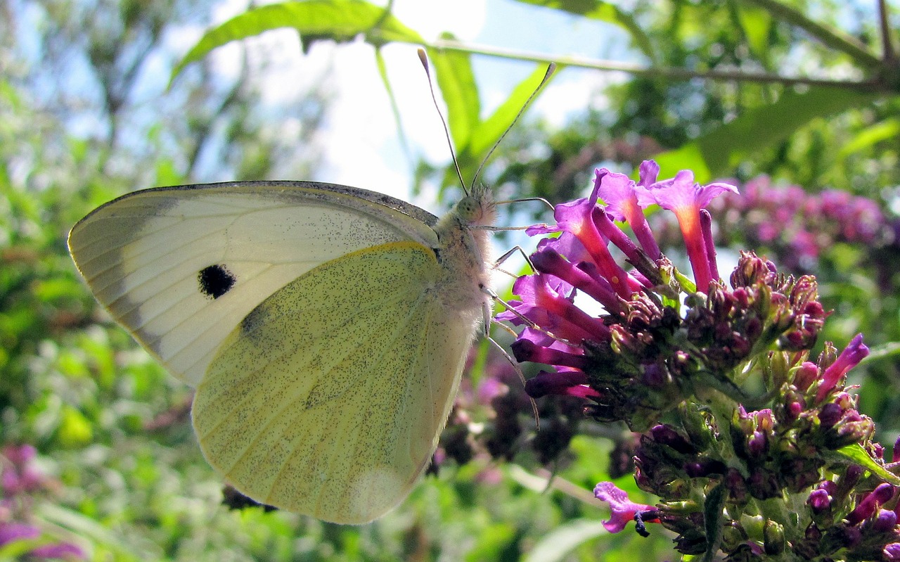 white butterfly lilac free photo