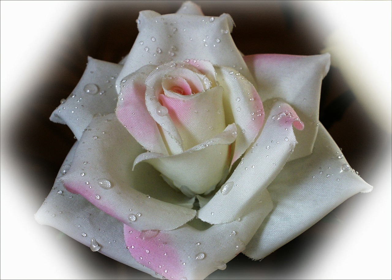 white rose fabric free photo
