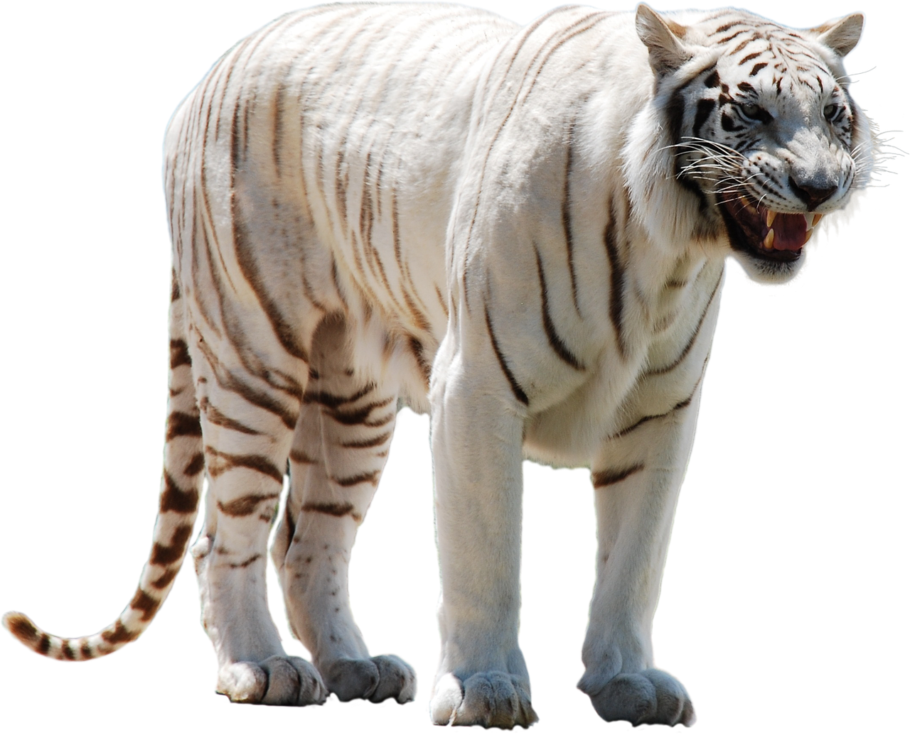 white tiger predator free photo