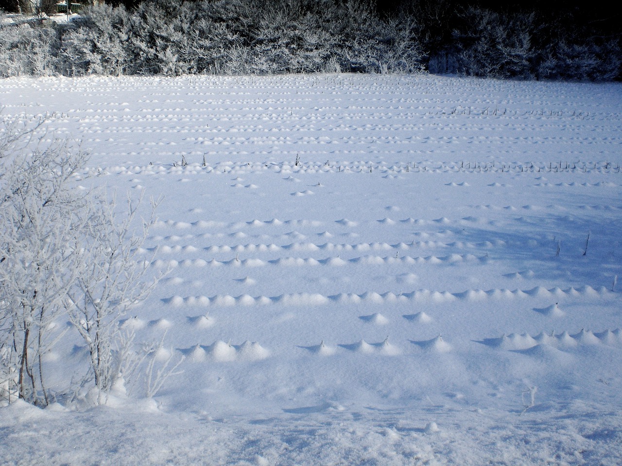 white winter field free photo