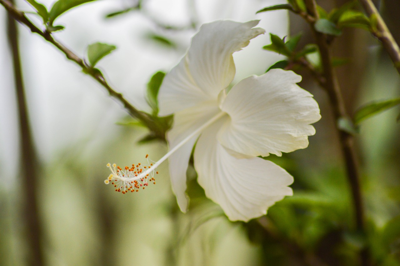 white hibiscus flower free photo