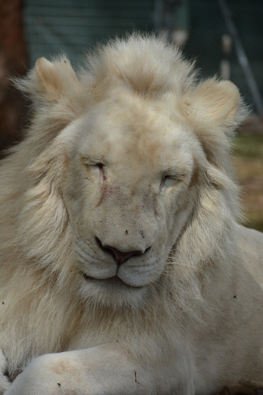 white lion close up free photo