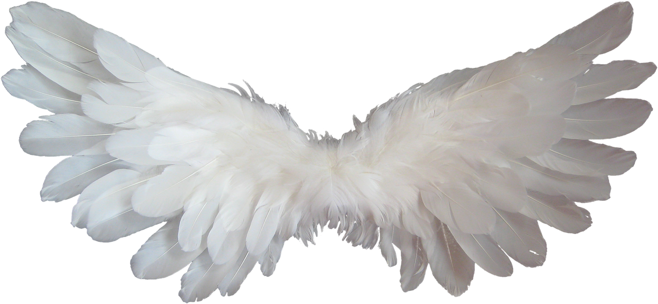 white angel wings free photo