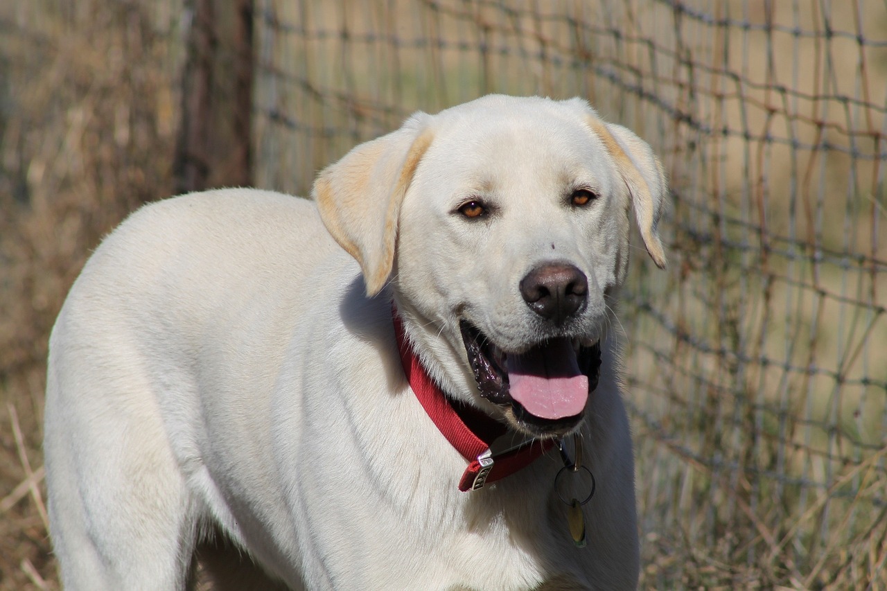 white dog buddy free photo