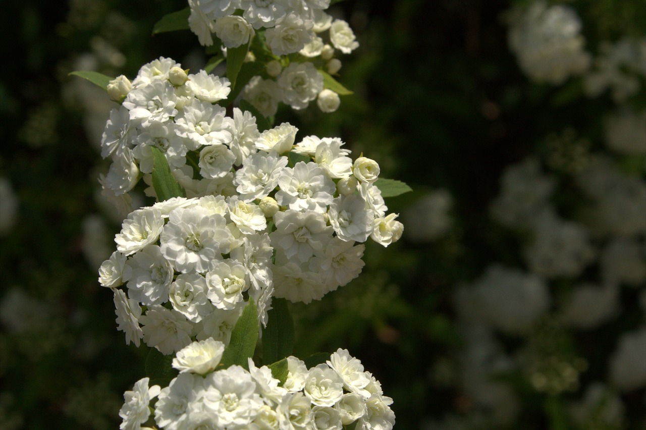 white flower green free photo