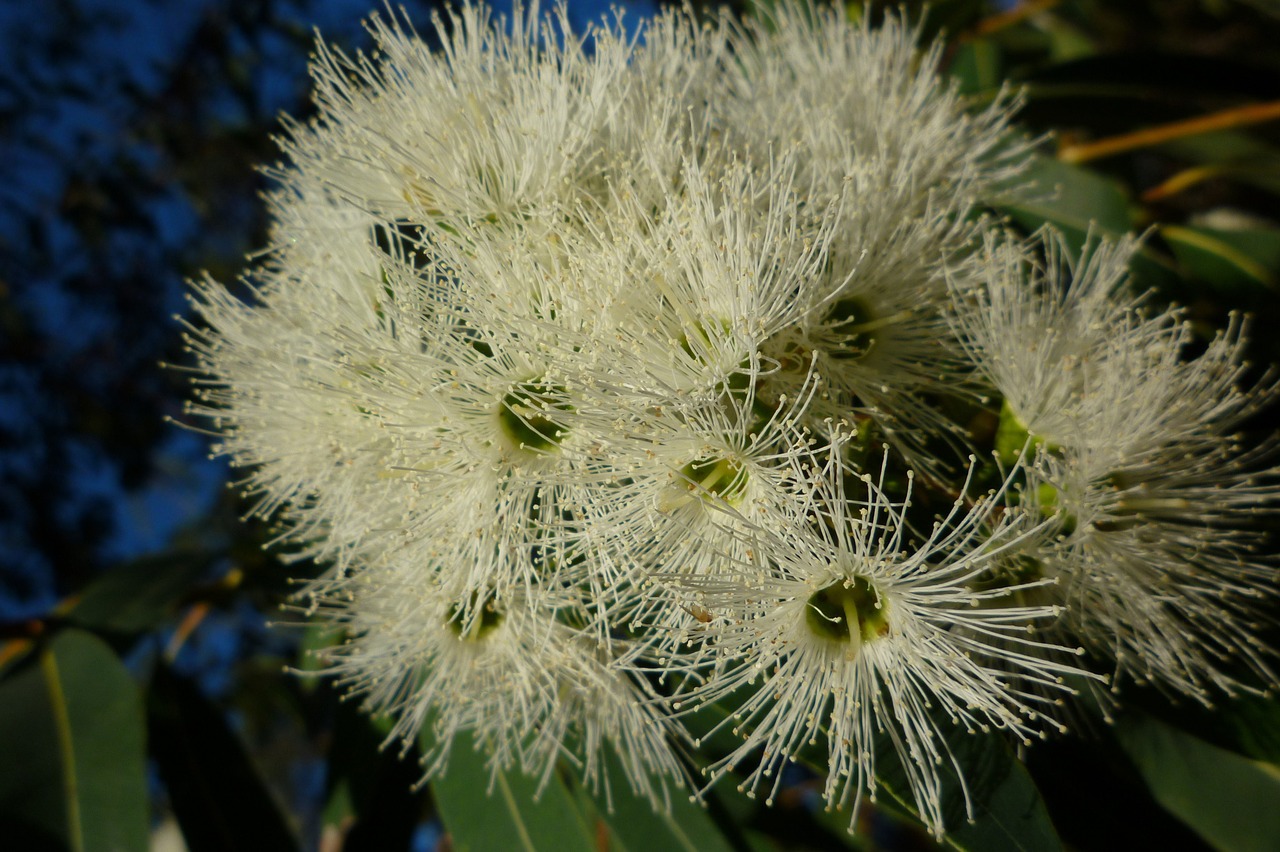 white flowering gum australia free photo