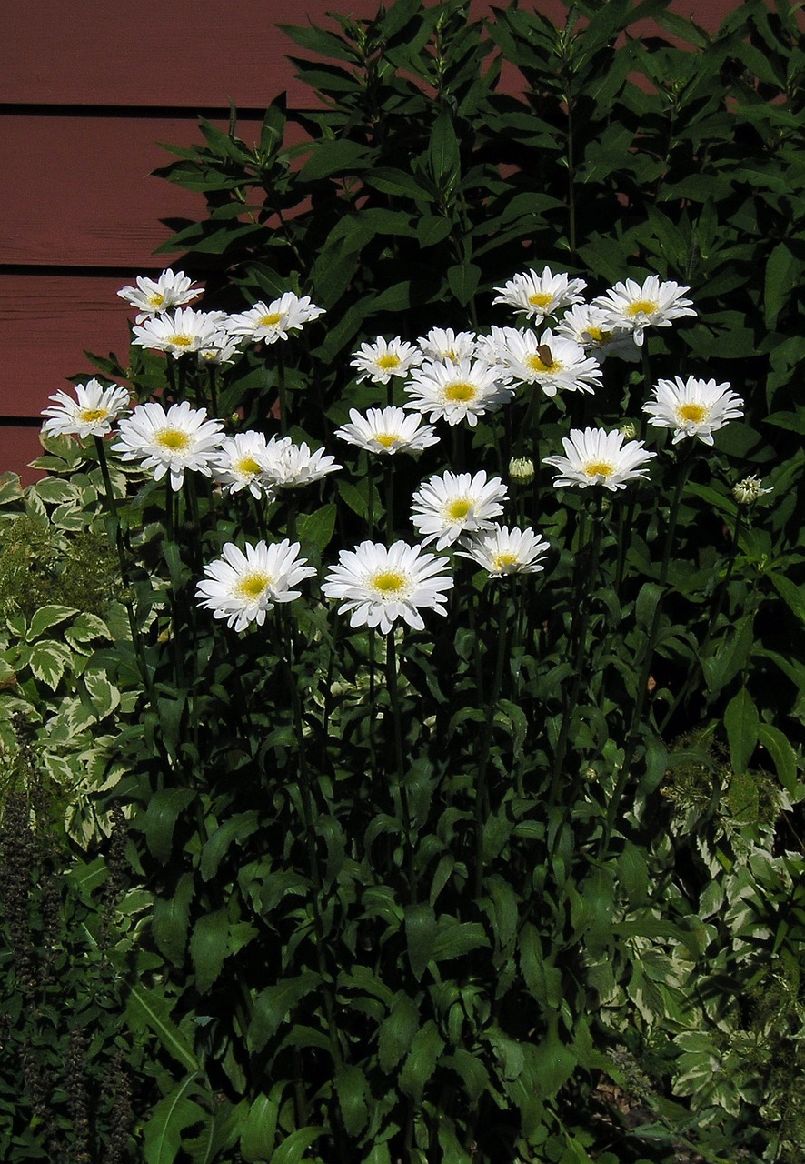 white daisy group free photo