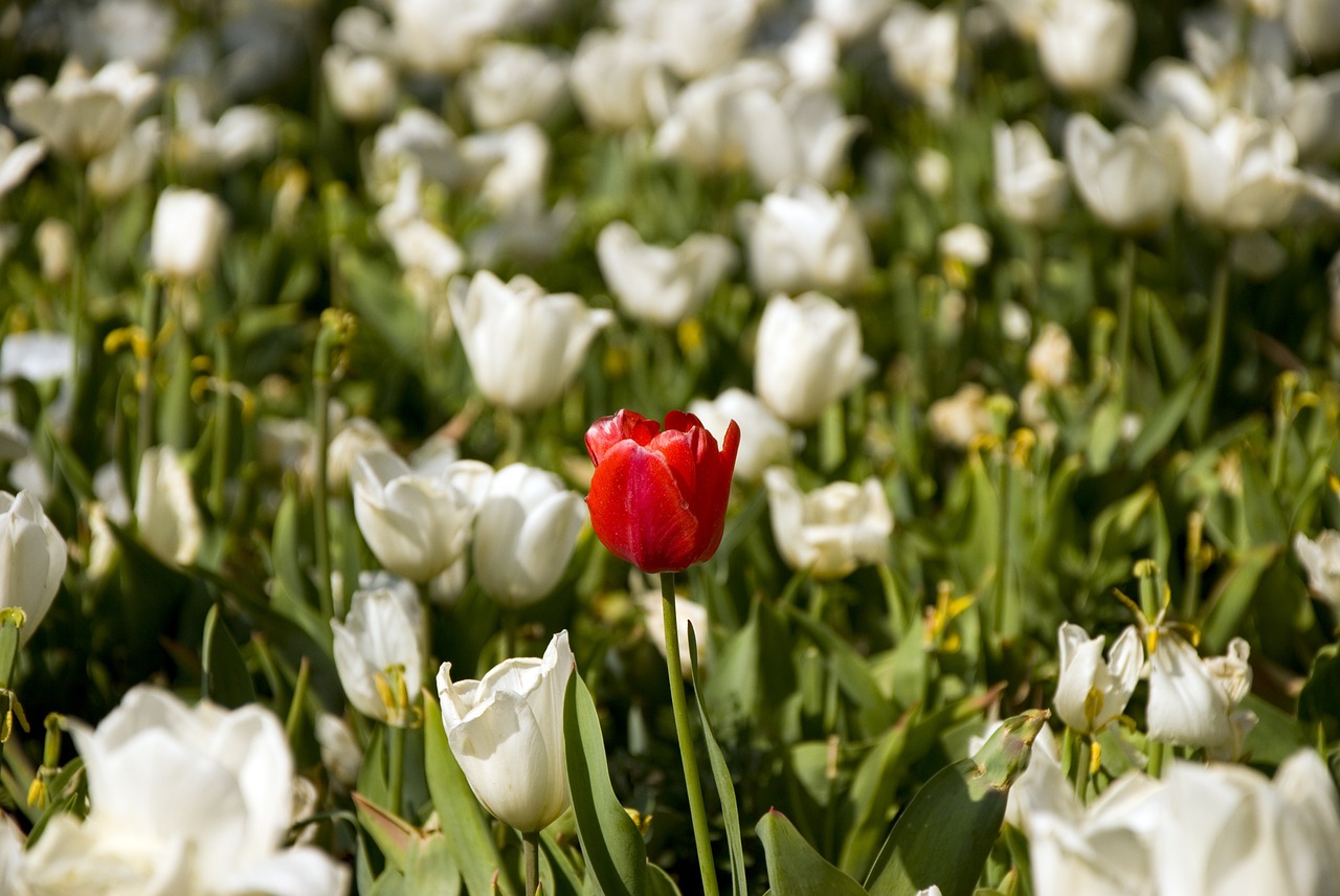 white tulips bahcesi free photo