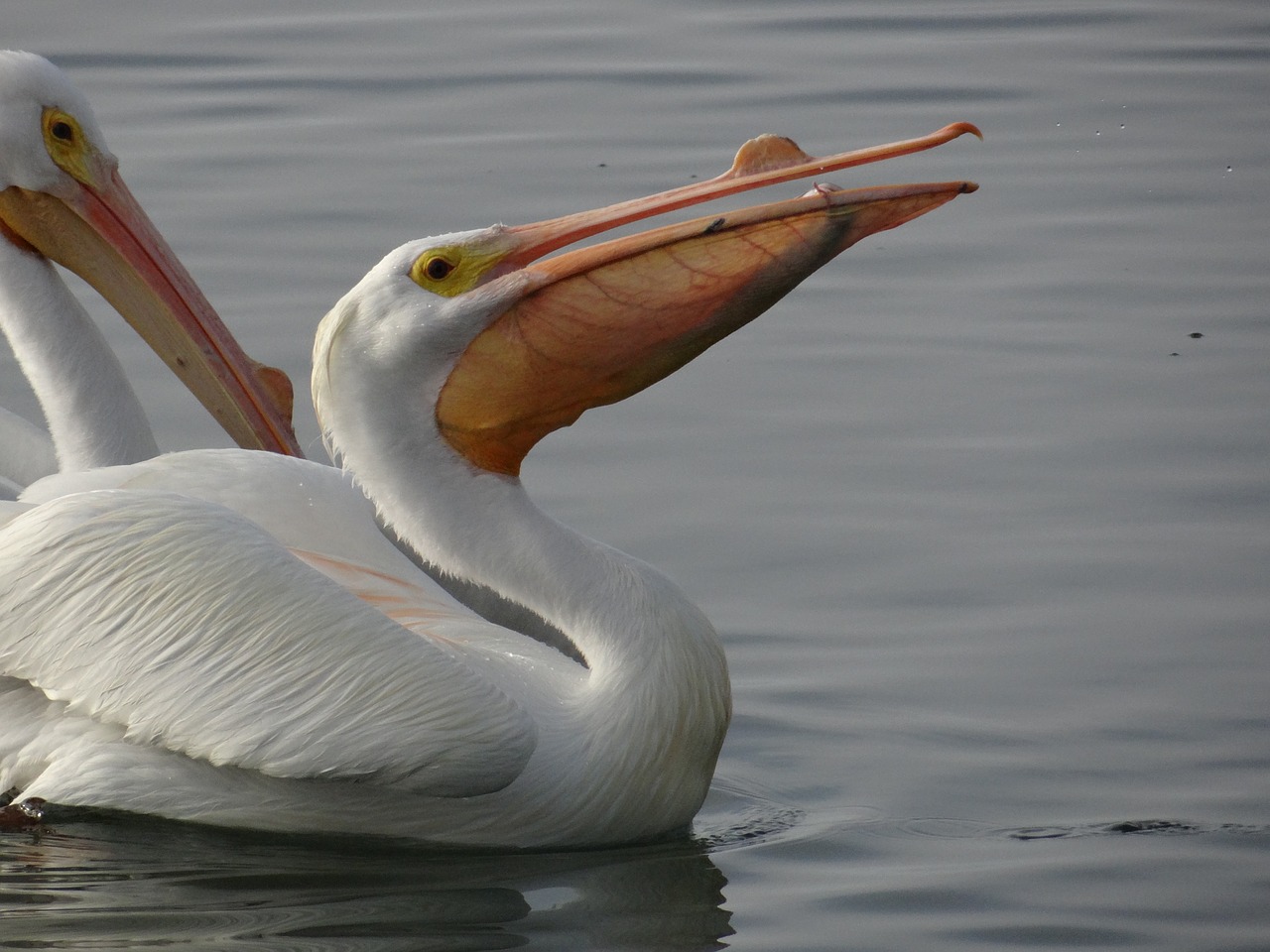 white pelican eating free photo