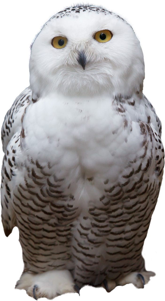 white owl bird free photo