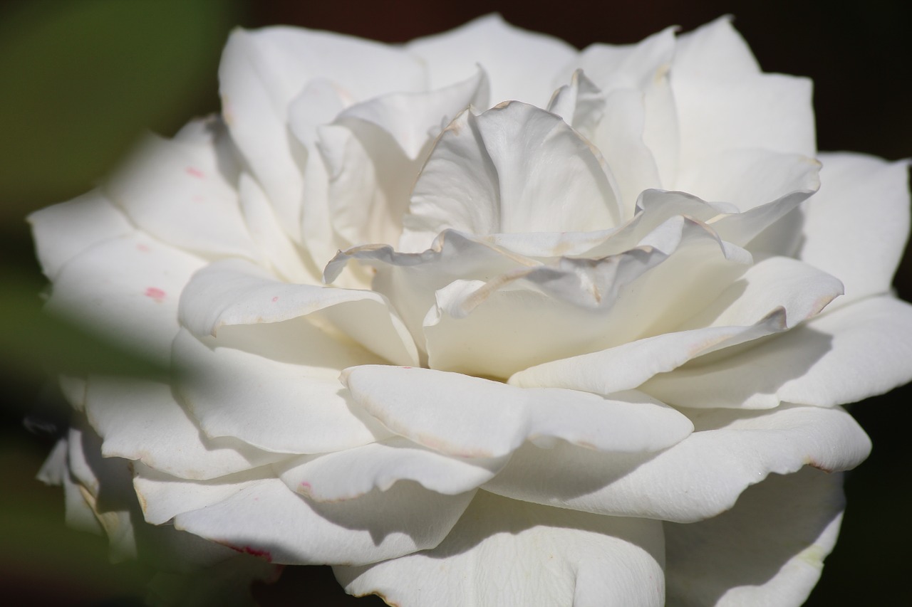 white rose flower free photo