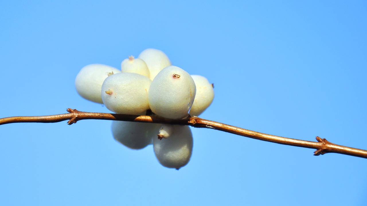 white crop winter free photo