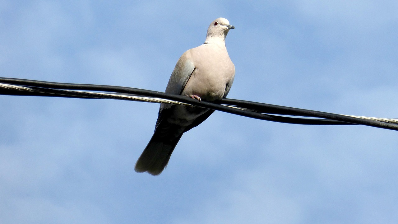 dove white wire free photo