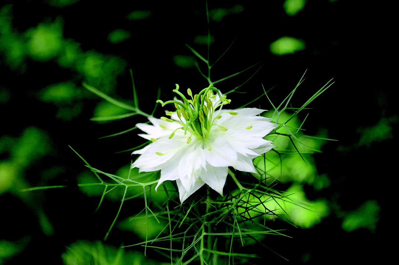 white flower nature free photo