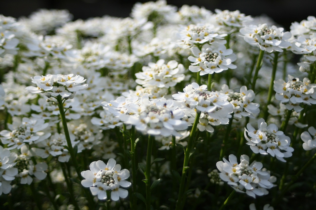 white flowers nature free photo