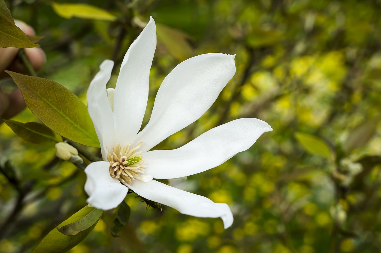 white flowers nature free photo