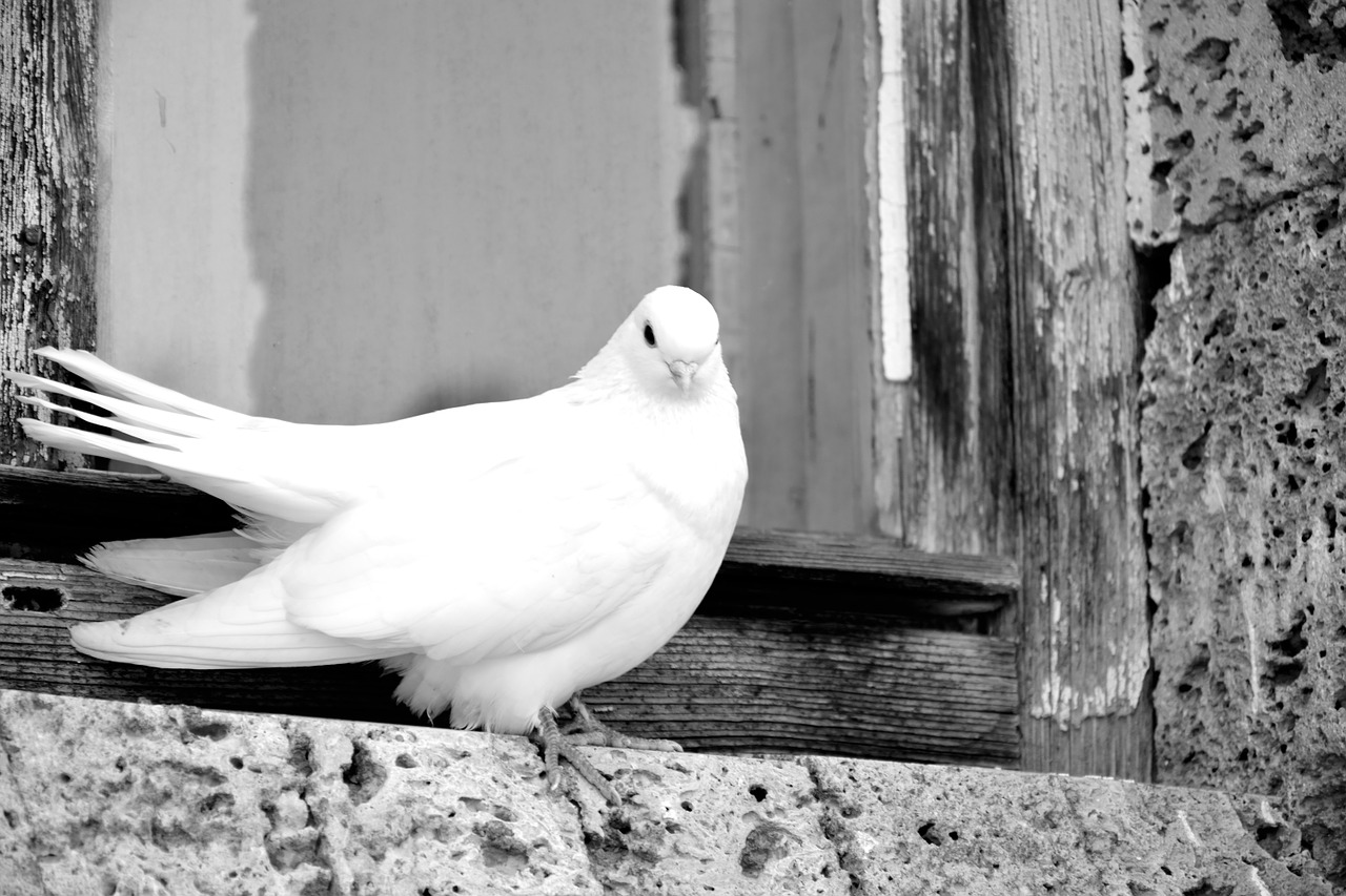 white pigeon beautiful free photo