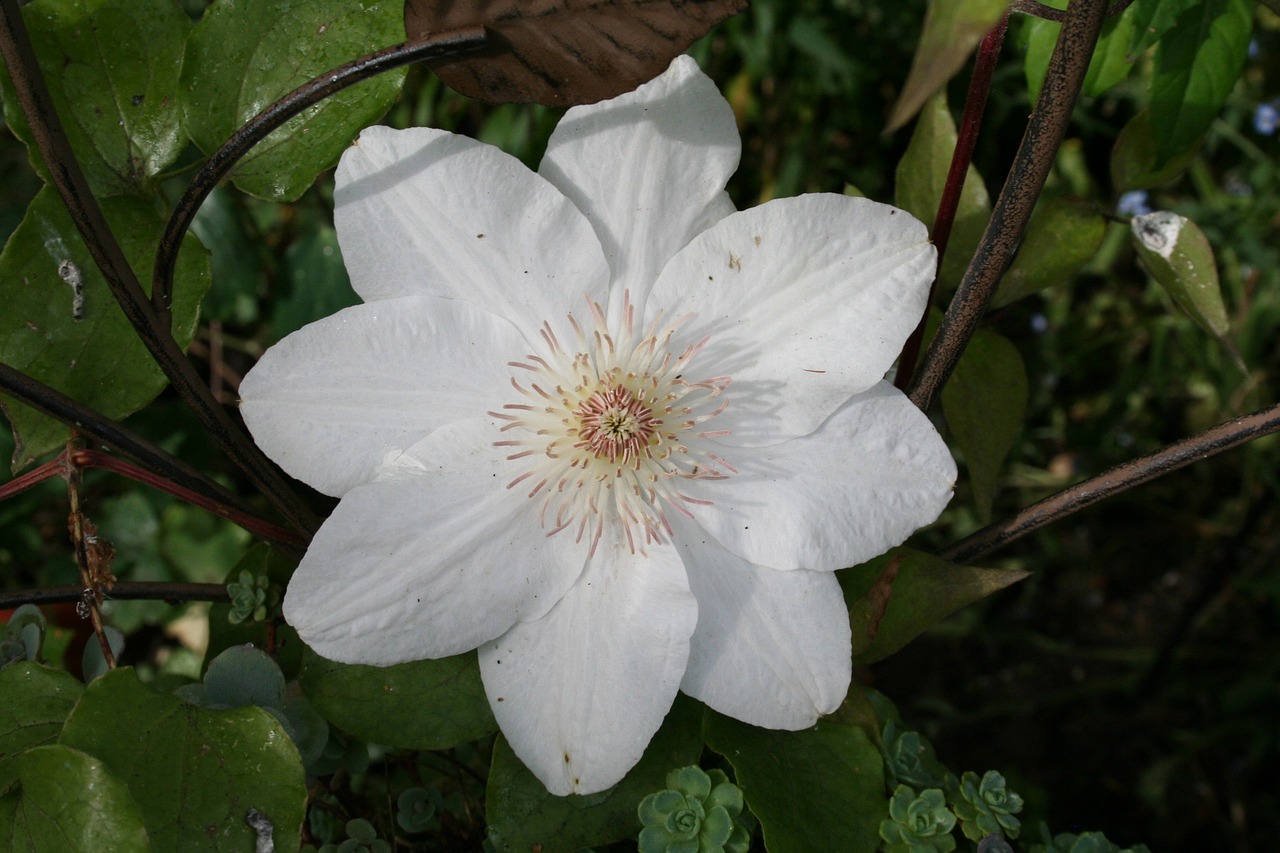 white flower white flower free photo