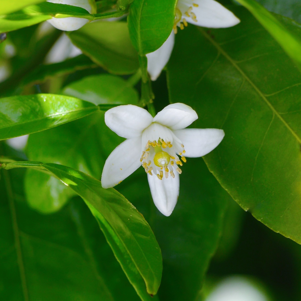 white flowers chinese citron free photo