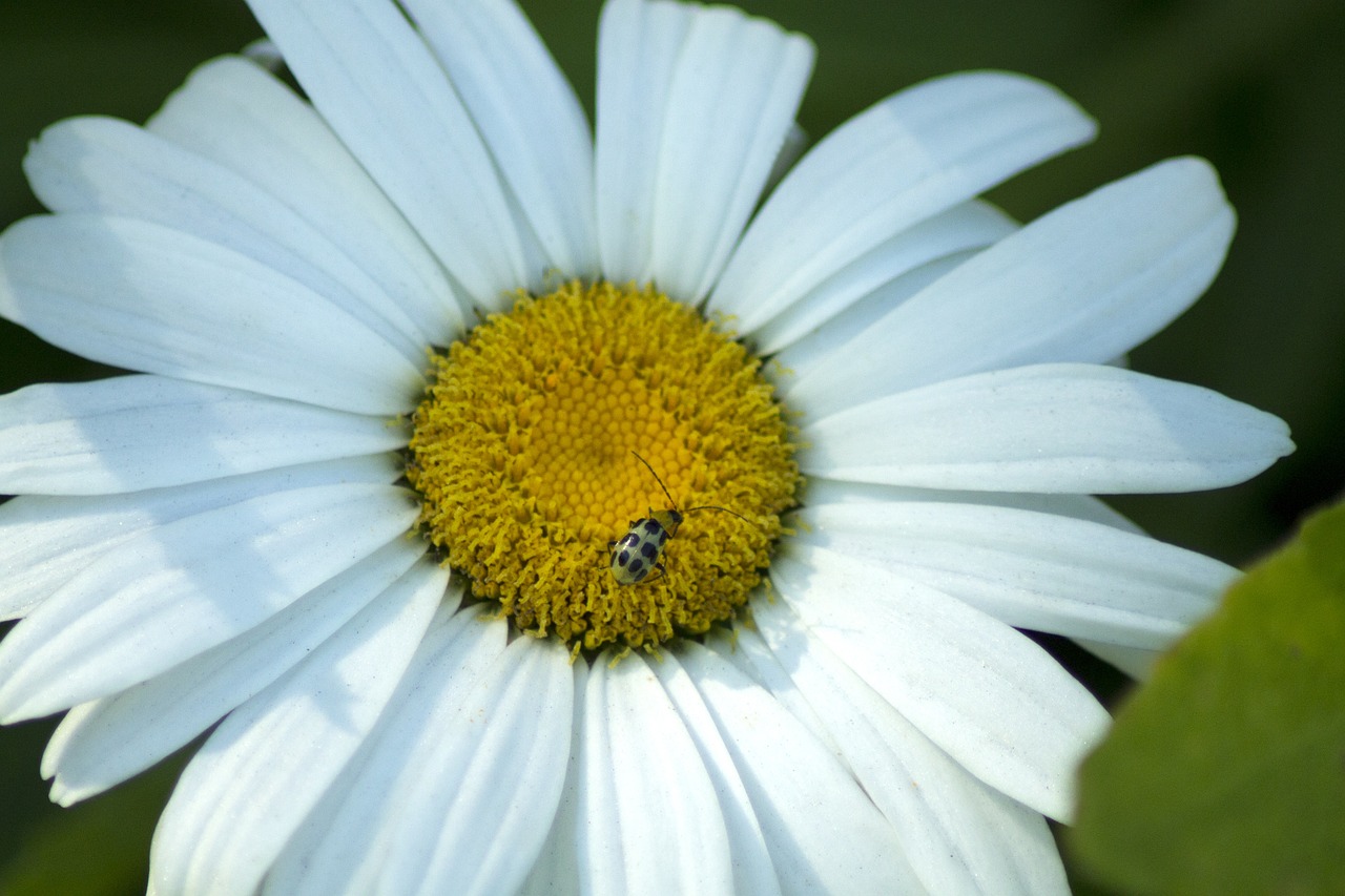 white flower daisy free photo